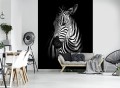 Fototapeta zebra zebry fototapety