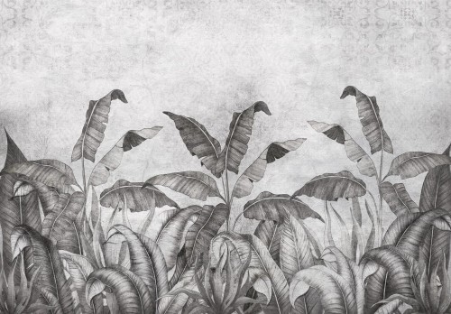 Fototapeta LIŚCIE kwiaty MONSTERA palmy