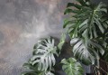 Fototapeta LIŚCIE kwiaty MONSTERA palmy