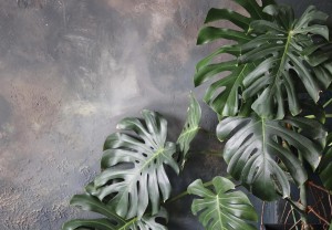 Fototapeta LIŚCIE kwiaty MONSTERA palmy