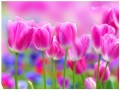 Fototapeta tulipany kwiaty fototapety
