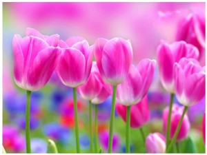 Fototapeta tulipany kwiaty fototapety