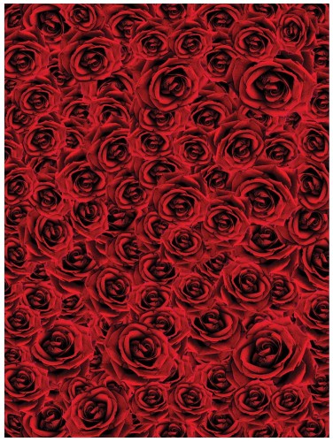 Fototapeta kwiaty róża róże fototapety