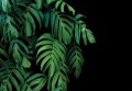 Fototapeta LIŚCIE kwiaty MONSTERA palmy