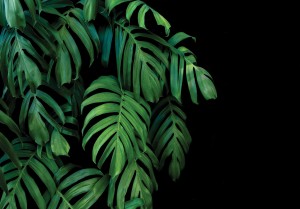 Fototapeta LIŚCIE kwiaty MONSTERA palmy