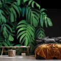 Fototapeta LIŚCIE kwiaty MONSTERA palmy