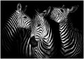 fototapeta zebra zwierzęta fototapety
