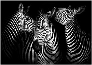 fototapeta zebra zwierzęta fototapety