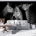 fototapeta zebra zwierzęta fototapety