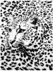 Fototapeta zwierzęta tygrys lew fototapety