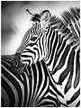 Fototapeta zebra zebry fototapety
