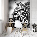 Fototapeta zebra zebry fototapety