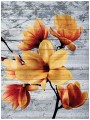 Fototapeta kwiaty kwiat magnolia magnolie