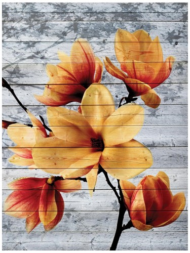 Fototapeta kwiaty kwiat magnolia magnolie