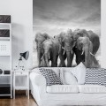 Fototapeta słonie słoń sawanna fototapety