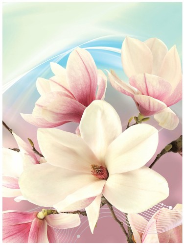 Fototapeta kwiaty magnolie fototapety