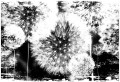 Fototapeta 3D dmuchawce fototapety