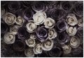 Fototapeta róża róże kwiaty fototapety