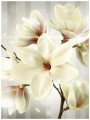 Fototapeta kwiaty kwiat magnolia magnolie