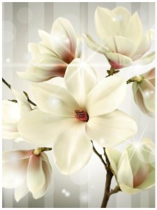 Fototapeta kwiaty kwiat magnolia magnolie