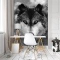 Fototapeta wilk wilki pies fototapety