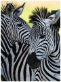 Fototapeta zebra zebry fototapety