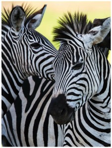 Fototapeta zebra zebry fototapety