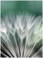 Fototapeta kwiaty kwiat dmuchawiec