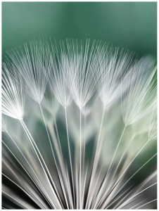 Fototapeta kwiaty kwiat dmuchawiec