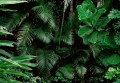Fototapeta LIŚCIE kwiaty MONSTERA listki