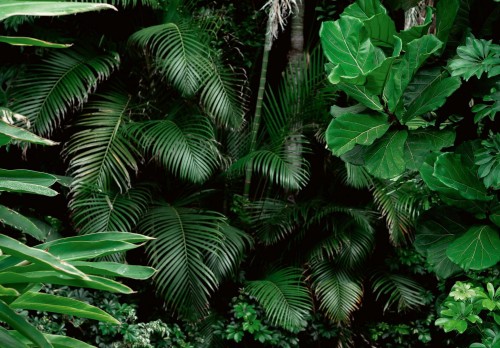 Fototapeta LIŚCIE kwiaty MONSTERA listki