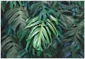Fototapeta 3D liście monstera palmy