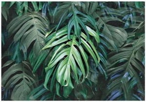 Fototapeta 3D liście monstera palmy