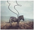 fototapeta zebra zwierzęta fototapety