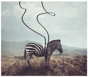 fototapeta zebra zwierzęta fototapety