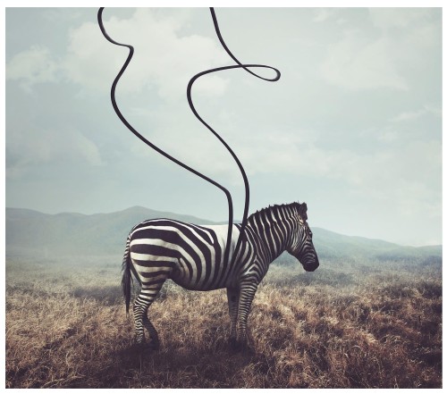 fototapeta zebra zwierzęta fototapety
