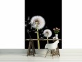 Fototapeta kwiaty kwiat dmuchawiec