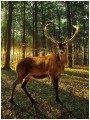 Fototapeta las jeleń drzewa fototapety