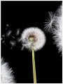 Fototapeta kwiaty kwiat dmuchawiec