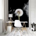 Fototapeta kwiaty kwiat dmuchawiec