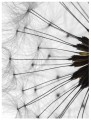 Fototapeta kwiaty kwiat dmuchawiec