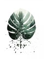 Fototapeta 3D liście monstera palmy
