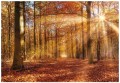 FOTOTAPETA LAS LIŚCIE DRZEWA FOTOTAPETY