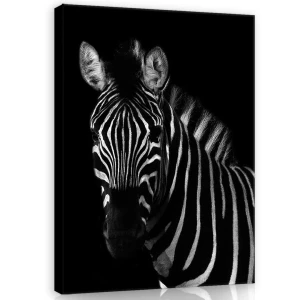 Obraz na ścianę obrazy na płótnie zebra 75x100
