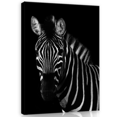 Obraz na ścianę obrazy na płótnie zebra 75x100