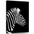 Obraz na ścianę obrazy na płótnie zebra 75x100