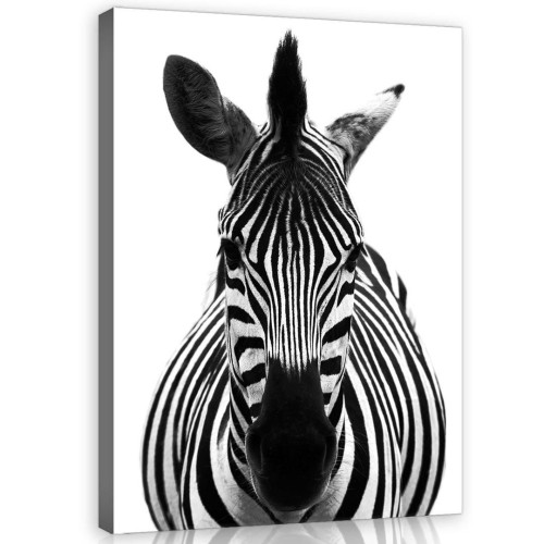 Obraz na ścianę obrazy na płótnie zebra 75x100