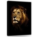 Obraz na ścianę obrazy na płótnie lew kot 75x100