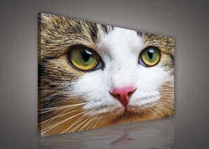Obraz na ścianę obrazy na płótnie kot 100x75