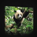 Obraz na ścianę obrazy na płótnie panda 100x75